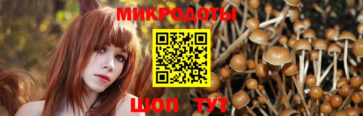 Псилоцибиновые грибы Cubensis Боровичи